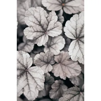 Plakát Plakát, Obraz - Gray-pink Leaves, Studio Collection