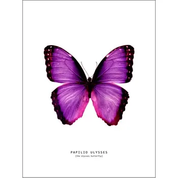 Plakát Plakát, Obraz - butterfly 2, Finlay & Noa