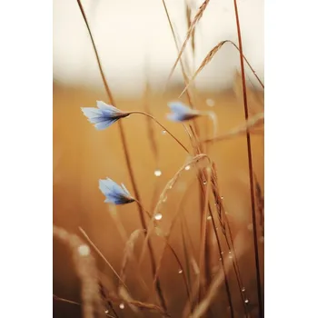 Plakát Plakát, Obraz - Blue Corn Flowers, Treechild