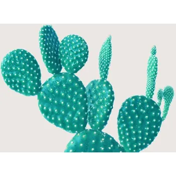 Plakát Plakát, Obraz - cactus 5, Finlay & Noa