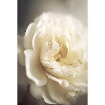 Plakát Plakát, Obraz - Peony in soft light, Treechild