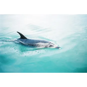 Plakát Plakát, Obraz - Dolphin N.Z. Northern, Raisa Zwart