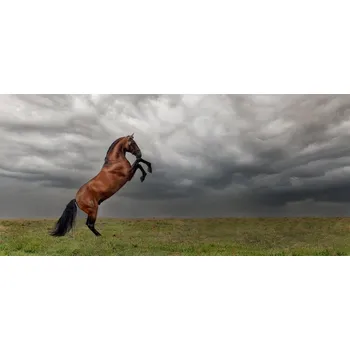 Plakát Plakát, Obraz - The king of the fields, Celine Weerink