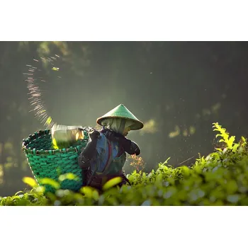 Plakát Plakát, Obraz - tea pickers, muhammad	raju