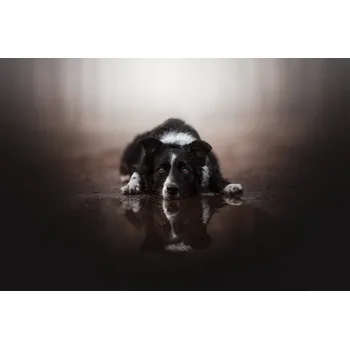 Plakát Plakát, Obraz - Double Vision, Ve Shandor