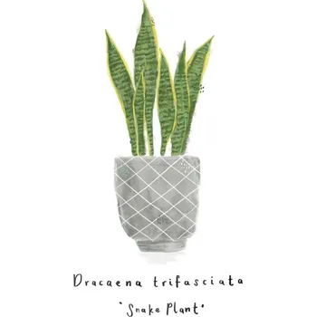 Plakát Plakát, Obraz - Snake Plant, Laura Irwin