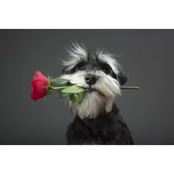 Plakát Plakát, Obraz - Tango Dancer, Adnan Mahmutovic