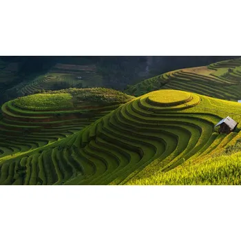 Plakát Plakát, Obraz - Gold Rice Terrace In Mu Cang Chai,Vietnam, Jakkree Thampitakkull