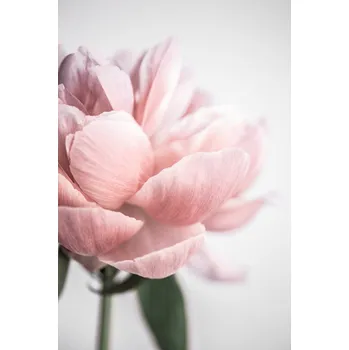 Plakát Plakát, Obraz - Peony 3, Mareike Böhmer