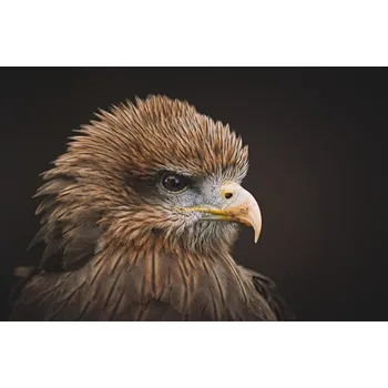 Plakát Plakát, Obraz - The Kite, Stuart Williams