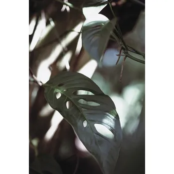 Plakát Plakát, Obraz - Monstrea Leaves Nature_1, Studio Collection