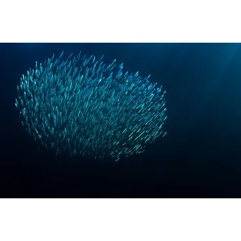 Plakát Plakát, Obraz - The Bait Ball, Mikael Jigmo