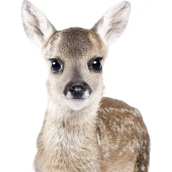 Plakát Plakát, Obraz - Deer 1, Sisi & Seb