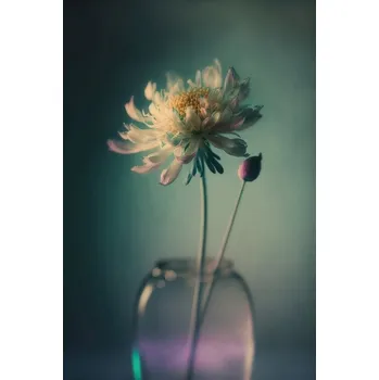 Plakát Plakát, Obraz - Purple Bud, Treechild