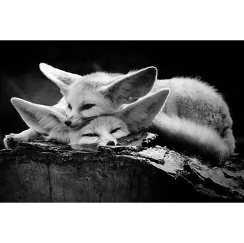 Plakát Plakát, Obraz - The happy couple, IB Ross Rossi