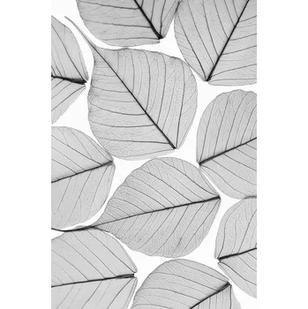 Plakát Plakát, Obraz - Skeleton leaf ii, Sisi & Seb