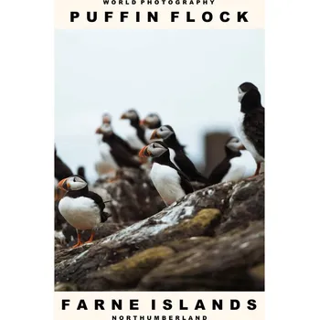 Plakát Plakát, Obraz - Puffin Flock (Farne Islands, Northumberland)