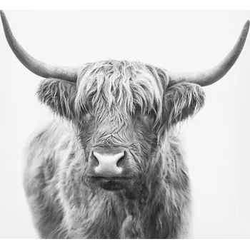 Plakát Plakát, Obraz - Highland bull, Sisi & Seb
