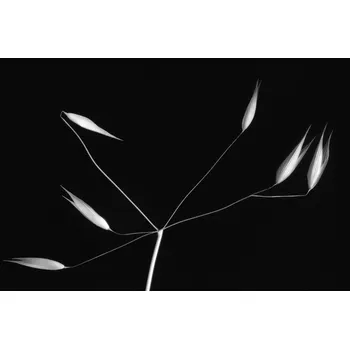 Plakát Plakát, Obraz - Light and simplicity, Olavo Azevedo