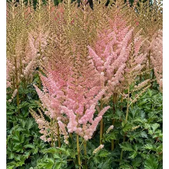 Sazenice Čechrava čínská ´SATIN PEARLS´ kont. 1 l