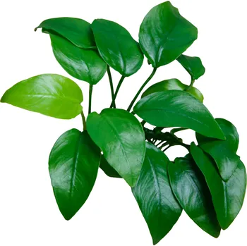 Akvarijní rostlina Anubias nana