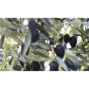 Obklad Obkladový panel do kuchyně mySpotti Profix olivový strom 100 x 60 cm PX-10060-1009-HB