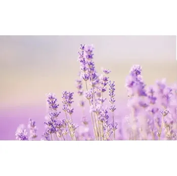 Obklad Obkladový panel do kuchyně mySpotti Profix levandulové pole 100 x 60 cm PX-10060-1034-HB