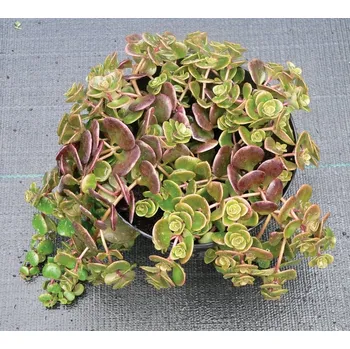 Sazenice YELLOW STAR