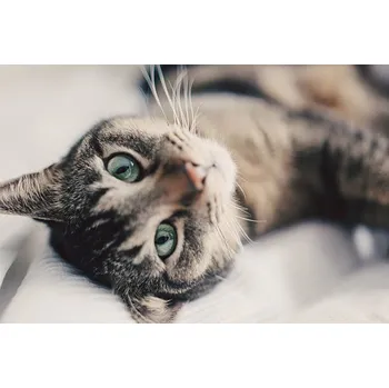 Plakát Plakát, Obraz - Portrait of cat, close up., Guido Mieth