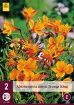 JUB Holland Alstroemeria Orange King 2…