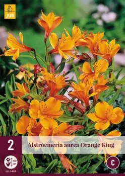 Cibulovina JUB Holland Alstroemeria Orange King 2 ks