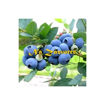 Sazenice Kanadská borůvka RANÁ ´Sweetheart®´ (Vaccinium corymbosum ´Sweetheart®´)