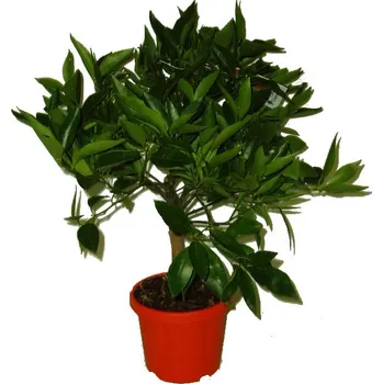 Sazenice Mandarinkovník Clementina