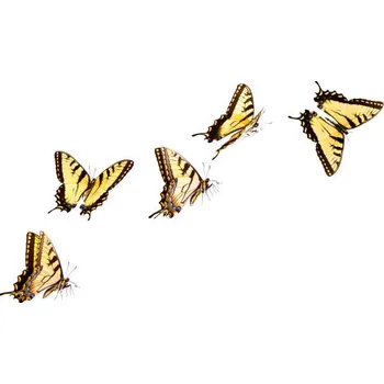 Plakát Plakát, Obraz - Tiger Swallowtail Butterfly, Liliboas