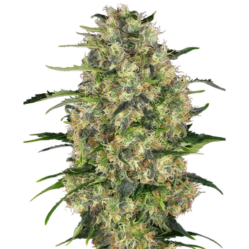 Semeno Sensi Seeds Black Domina Balení: 3ks
