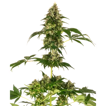 Semeno Sensi Seeds Cobalt Haze Balení: 3ks