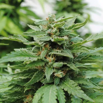 Semeno Kannabia Karribean Mango Balení: 5ks