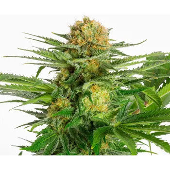 Semeno Kannabia White Domina Balení: 5ks