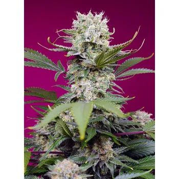 Semeno Sweet Seeds Sweet Mandarine Zkittlez XL Auto Balení: 3+1ks