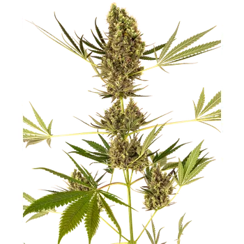 Semeno Sensi Seeds Alpine Delight CBD 30:1 Auto Balení: 3ks