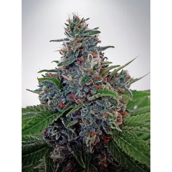 Semeno Ministry of Cannabis Blue Amnesia Auto Balení: 10ks