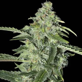 Semeno Eva Seeds TNT Kush CBD Balení: 9+3ks