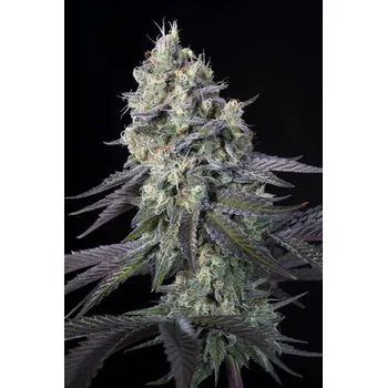 Semeno Paradise Seeds Purple Mints Balení: 10ks