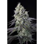 Paradise Seeds Purple Mints Balení: 5ks