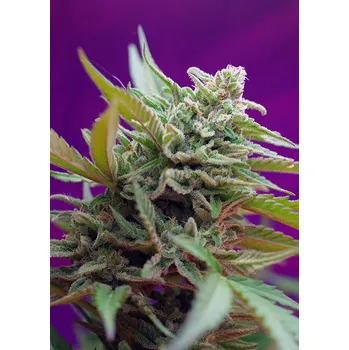 Semeno Sweet Seeds Black Jack Auto Balení: 3+1ks