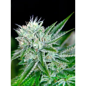 Semeno Ministry of Cannabis Northern Lights Auto Balení: 5ks