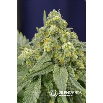 Semeno Silent Seeds White Widow Balení: 3ks