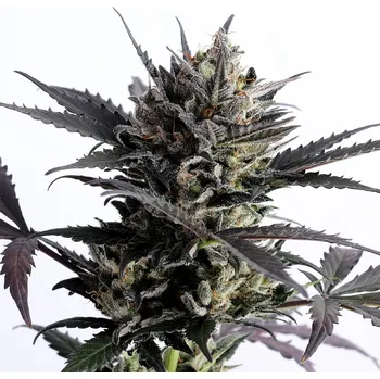 Semeno Kannabia Lemon Haze Auto Balení: 3ks