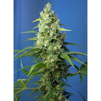 Semeno Sweet Seeds Honey Peach CBD Auto Balení: 3+1ks