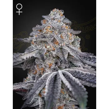 Semeno Green House Seed Velvet Moon Balení: 5ks